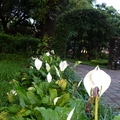 傅園原本是臺北帝國大學理農學部的熱帶植物園。由於臺灣大學第四任校長傅斯年先生，為臺大樹立非常重要的學術典範和自由風氣，1950逝後，傅園成為傅校長的歸宿。