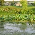 臺灣大學生態池，又稱水生池、水源池，於2003年11月14日啟用。位於臺大農場旁。是臺大瑠公圳復原計畫的第一期工程，做為該計畫的水源源頭。
