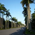 臺灣大學椰林大道