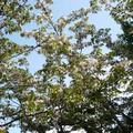 阿里山櫻花(高砂櫻)