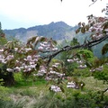 阿里山櫻花季