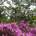 阿里山國家森林遊樂區-杜鵑與櫻花