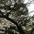 2011阿里山櫻花季