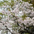2011阿里山櫻花季