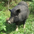 保慶宮的豬