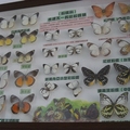 蝴蝶標本