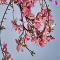 凋謝之前極盡美麗的櫻花