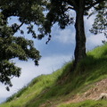 白雲穿過藍布～探出頭來！
綠草一片生氣盎然～
豔子藤遊山玩水趣～青青草原！