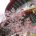 天元宮飄落的櫻花雨　花瓣紛飛時　最美！