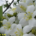 【豔子藤開始學攝影】油桐花開　五月雪