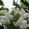 【豔子藤開始學攝影】油桐花開　五月雪