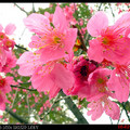 早春的櫻花 - 2