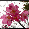 早春的櫻花 - 3