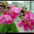 早春的櫻花 - 4