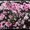 早春的櫻花 - 4