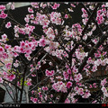 早春的櫻花 - 1