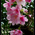 早春的櫻花 - 5
