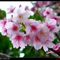 早春的櫻花 - 1