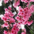 情人節這天，帶媽咪跟妹妹二個大小情人上陽明山賞美麗的櫻花~滿山的櫻花好浪漫^_^