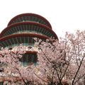 2010天元宮下起了櫻花雪 - 2