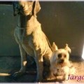 Jargo vs 假狗