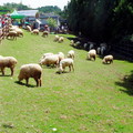 清境農場綿羊5