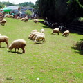 清境農場綿羊4