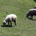 清境農場綿羊3