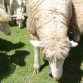 清境農場綿羊2