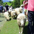 清境農場綿羊1