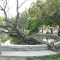 中山公園老樹