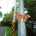 巨大蛇蝶