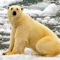 地球暖化影響下的北極
