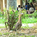 台南公園的黑冠麻鷺 - 2