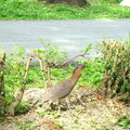 台南公園的黑冠麻鷺 - 1