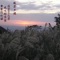 秋芒夕照