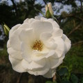 深情的玫瑰花 - 2