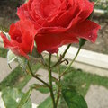 深情的玫瑰花 - 2