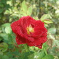 深情的玫瑰花 - 3