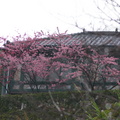 2010 年 陽明山櫻花照 - 1