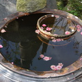 飄落於水缸中的櫻花