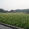 2010年竹子湖海芋 - 1