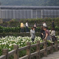 2010年竹子湖海芋 - 1