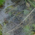 連蜘蛛網上都有著一粒粒的小水珠