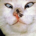Cat fly