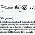 Basic Yoga Postures-The Fish (Matsyasana)