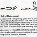 Basic Yoga Posture - The Cobra