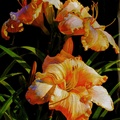 Weave me the sunshine (Daylilies in RWH's Backyard), opaque watercolor. Richard William Haynes is a daylily hybridizer also.