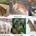 Rocky Mountain Animals