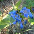 Unknown Wild Flower, Natural Cobalt Blue only seen in the wilderness